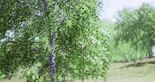Lush Green Foliage in a Vibrant Forest Captures the Essence of Nature