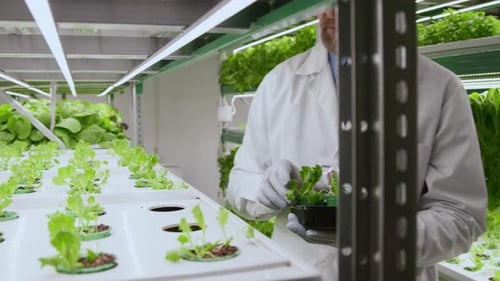 Lab Worker Coming to Stand Putting Plug Plant on it