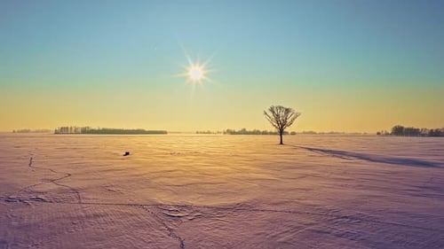 Sunlit Snowy Field with a Lone Tree Creating a Scene of Winter Peace