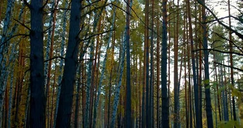 Beautiful Autumn Forest Yellow Foliage