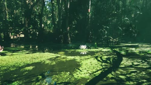 A Serene Water Lily Blossoms in a Tranquil Forest Pond During Daylight