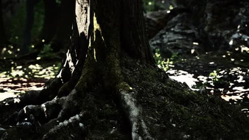 Large and Long Tree Roots with Moss