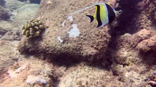 Striped fish collects food from the surface of the sponge growing at the bottom of the tropical sea