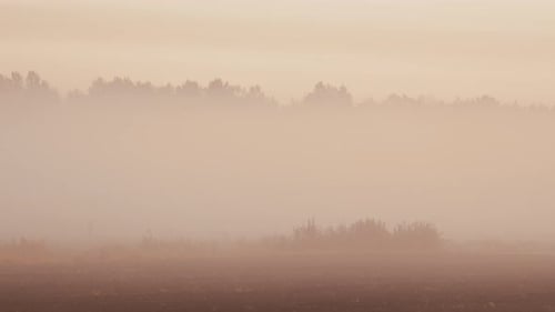 Mystical Twilight Fog Blanketing Wild Fields with Enchanting Forest