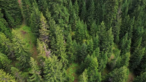 Forest landscape aerial view. Drone flies over coniferous trees.