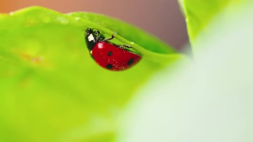 Ladybug Under the Leaf of a Plant in the Garden