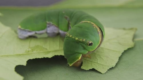Caterpillar Insect On Green Leaf Eating C0415 A