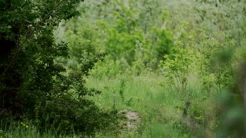 Dirt path leading into green forest, establishing shot