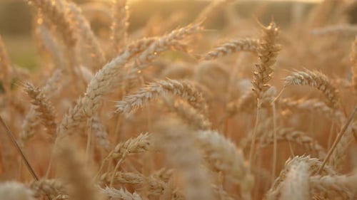Ears of Golden Wheat Close Up Wheat Field Beautiful Nature Landscape Background of Ripening Ears of