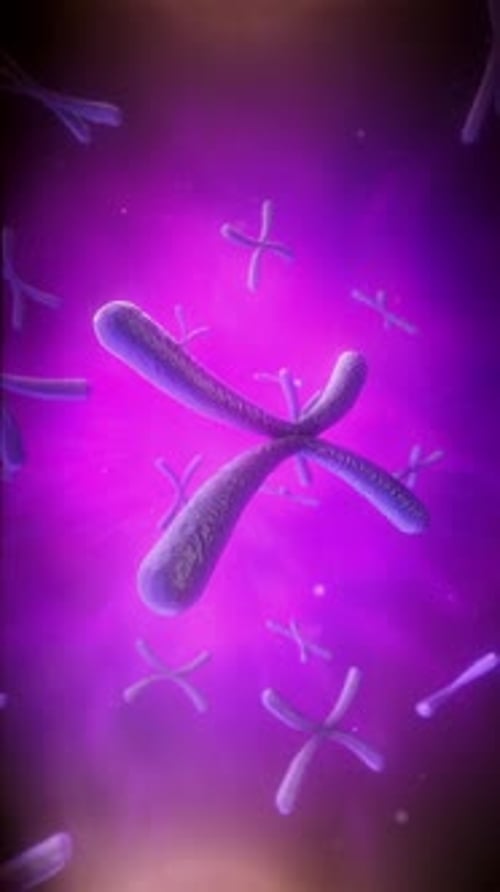 X Chromosomes Microscopic Molecules