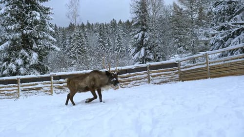 Reindeer Running in a Snowy Winter Wonderland