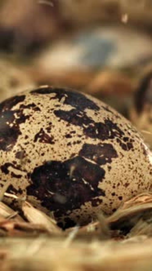Hay Falls on Quail Eggs Filmed on a Highspeed Camera at 1000 Fps
