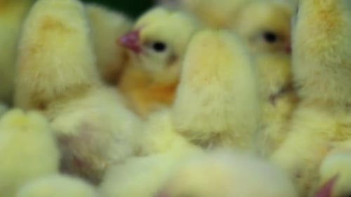 Small Chickens Closeup at Farm/Baby Birds Close Up at Poultry Farm/Tiny Chicks/Group