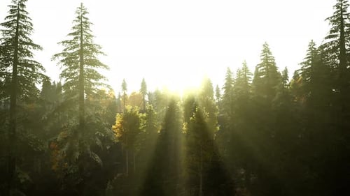 Sunlight in Spruce Forest in the Fog on the Background of Mountains at Sunset