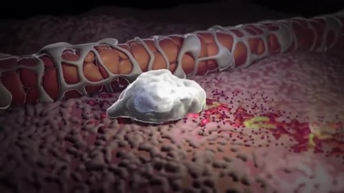 Animated White Blood Cell Movement in Microscopic Biological Environment