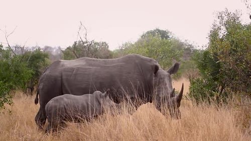 Rhinocéros blanc du Sud dans le parc national Kruger, Afrique du Sud