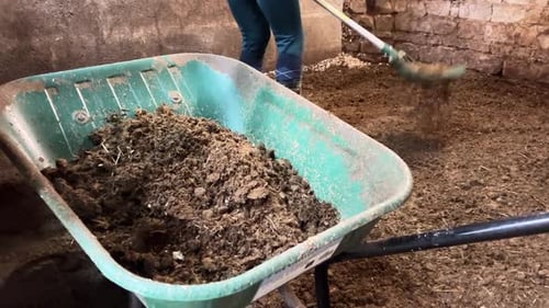Girl working in the stable loading a green wheelbarrow with horse feces and soil