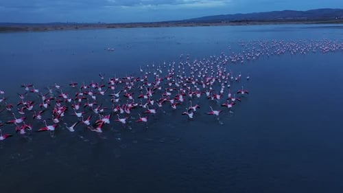 Majestic Flamingos in Natural Lake Habitat