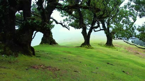 Fanal Forest on Madeira Island