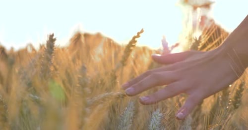 On a sunny day, a man's hand on a field with wheat is seen from the side on a yellow orange backgr