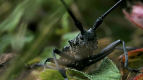 Large Capricorn Beetle Exploring Green Leaves in Natural Habitat