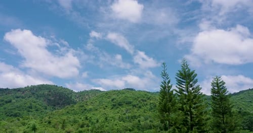Green pine trees stand tall beneath soft cloudy sky with scenic mountain backdrop in slowmotion