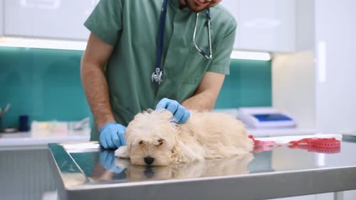 Cute little dog in veterinarian clinic with male doctor.