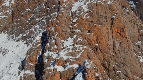 Mountain Goats in Wildlife