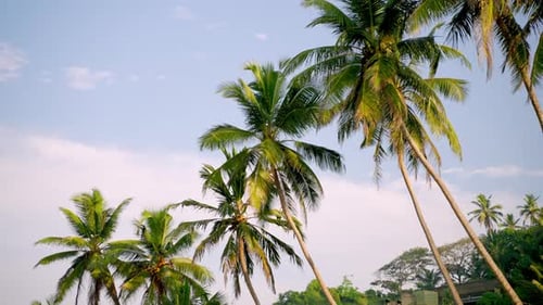 Palm Trees in Blue Sky with White Cloud on Tropical Island Bottom Up View Green Palm Leaves Sway in
