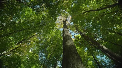 Low angle looking up at a very tall tree with yellow leaves. Pan to reveal sunlight bleeding through