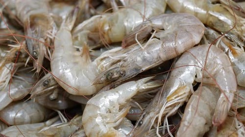 At a seafood market, there is a pile of shrimps ready for sale