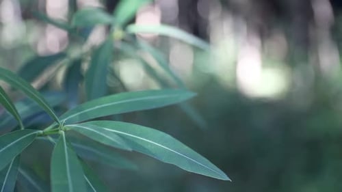 Leaf swaying from the wind in the forest. Green leaf.