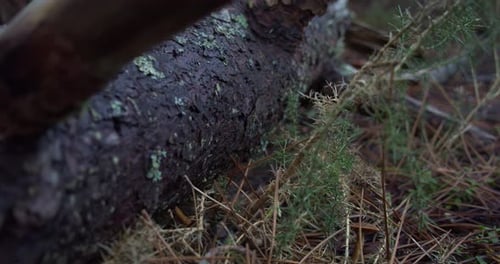 Close up fallen pine tree trunk with moss and pine needles nature forest