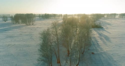 Aerial Drone View of Cold Winter Landscape with Arctic Field Trees Covered with Frost Snow and