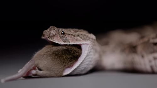 Puff adder close up eating a rodent nature documentary