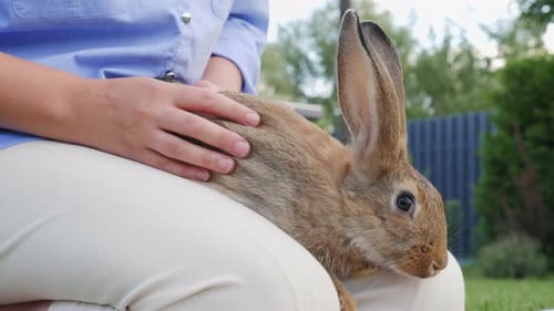 A Woman Sits on Her Backyard's Green Grass Holding Her Rabbit on Her Lap and Stroking It Gently