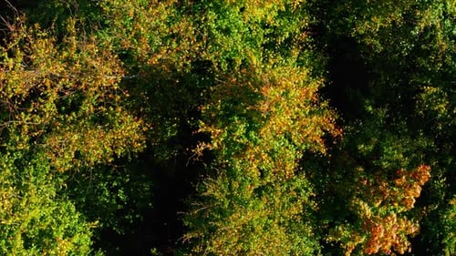 Drone over tree tops of lush forest