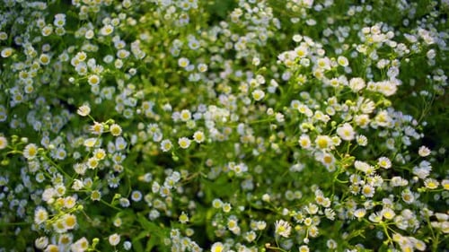Un grand nombre de marguerites poussent sous les rayons du soleil