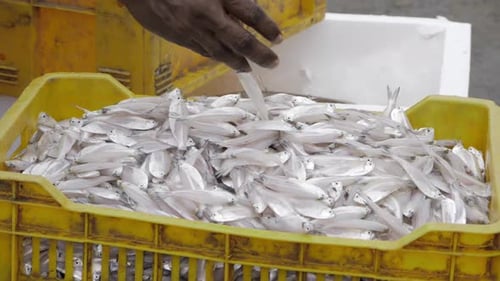 Fresh Anchovy Fish Pile in Yellow Plastic Crate