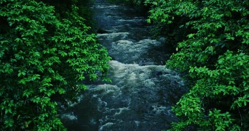 La forêt profonde de la nature émet de fortes pluies et l'eau qui coule