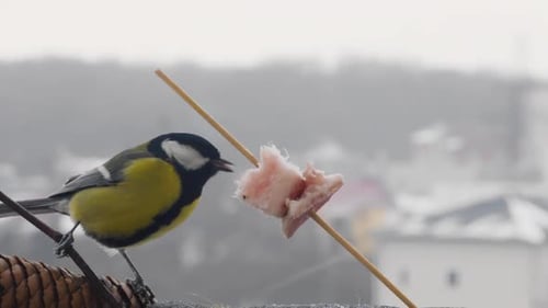 La mésange charbonnière mange un morceau de bacon et salo sur fond de paysage hivernal.