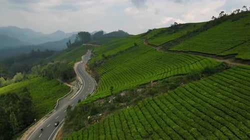 Vue aérienne par Drone des collines à couper le souffle de Munnar recouvertes de théiers