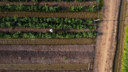 Aerial view of fields and agricultural parcels. Agricultural landscape