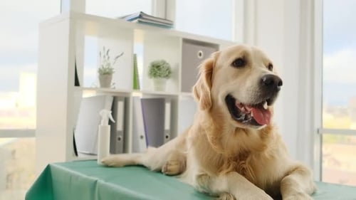 Happy Golden Retriever Dog Lying on Table at Clinic