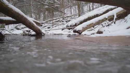 Running River Water with Fallen Treest in Forest on a Beautiful Winter Day