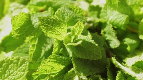Green Leaves of Fresh Fragrant Mint with Water Drops Closeup