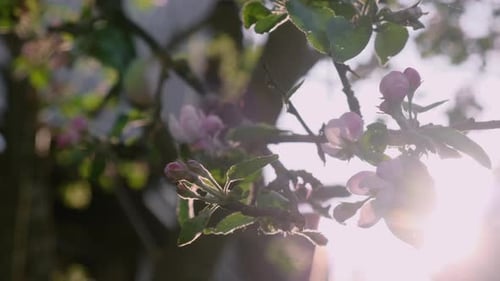 Spring Season Apple Tree Flowers at Sunset