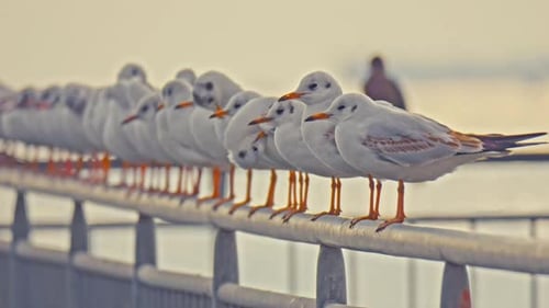 Seagull