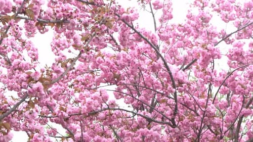 Sakura Blooms with Pink Flowers Trees in the Garden Buds on Branches