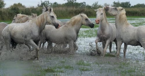 Camargue-Pferd, Herde, die durch den Sumpf trabt oder galoppiert, Saintes Marie de la Mer in der Camargue